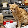 Photos: 2012年8月19日の体調を崩して２ヶ月以上経過する茶トラのボクチン(８歳)