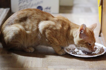 2010年9月6日の茶トラのボクチン(6歳)