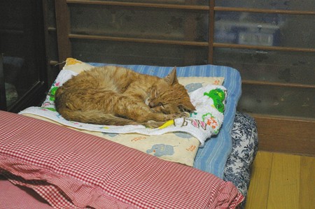 2012年9月17日のボクチン(8歳)