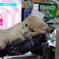 2015年11月12日のスコちゃん(２歳10ヶ月)