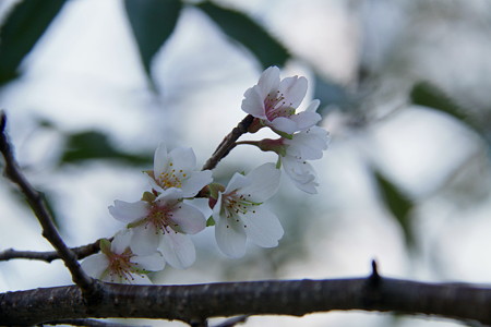 四季桜が咲き出しました。