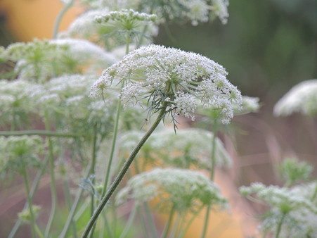 人参の花
