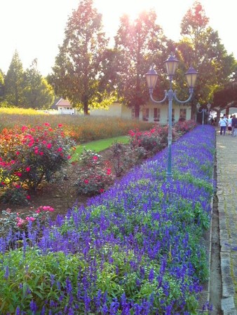 ポティロンの森 夕景の花壇
