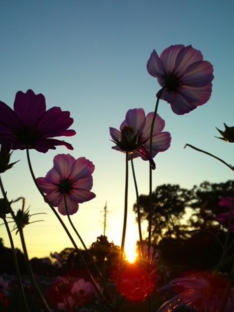 SUNSET COSMOS