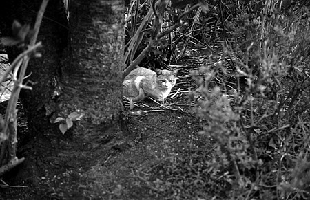 Image1424（MAMIYA 35S）