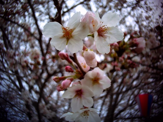 PICT0446
