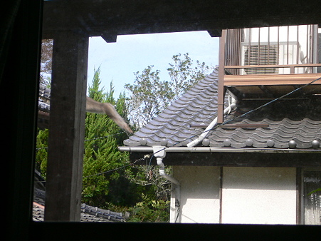 野生の猿