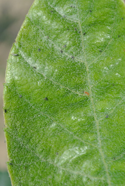 アブラムシとそれを食べる赤い虫 写真共有サイト フォト蔵