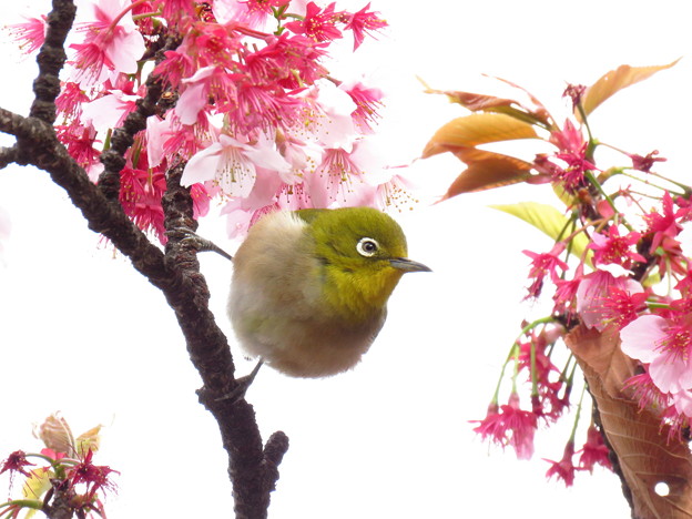 桜にメジロのイラスト風 写真共有サイト フォト蔵