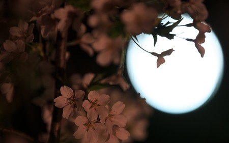 京都府立植物園・ライトアップ33