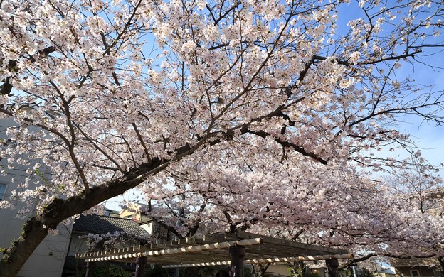 街の桜14