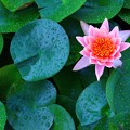 雨に濡れる睡蓮