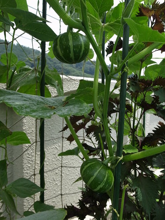 ミニカボチャ栽培 空中支柱仕立てde収穫までの育て方 暇人主婦の家庭菜園 楽天ブログ