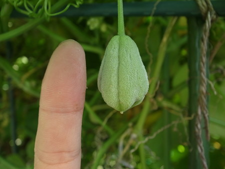 ハヤトウリ栽培 収穫時期と食べ方 暇人主婦の家庭菜園 楽天ブログ