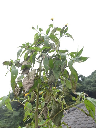 菊芋 キクイモ 栽培 収穫時期と保存と食べ方レシピ 暇人主婦の家庭菜園 楽天ブログ