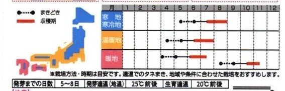 つるなしインゲン種まき時期 写真共有サイト フォト蔵