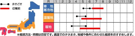 オカヒジキの育て方 暇人主婦の家庭菜園 楽天ブログ