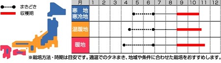 シソ 紫蘇 の育て方 種まき3月 4月 コンパニオンプランツ活用 暇人主婦の家庭菜園 楽天ブログ