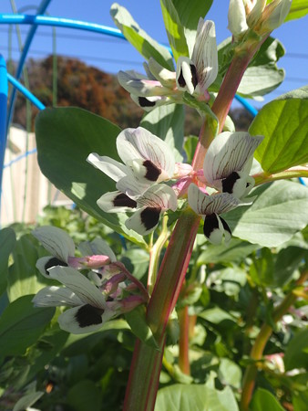 ソラマメの育て方 摘芯 摘花 摘莢の方法と時期 暇人主婦の家庭菜園 楽天ブログ