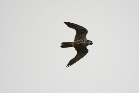 ハシブトガラスを威嚇し、鳴きながら飛ぶチゴハヤブサ