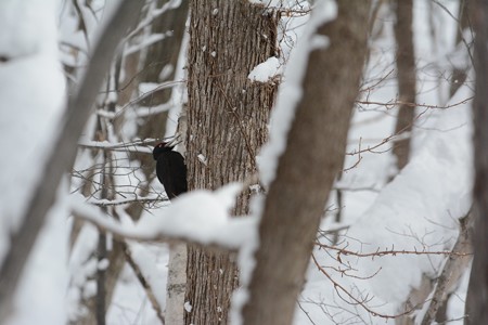 雪の中、鳴くクマゲラ