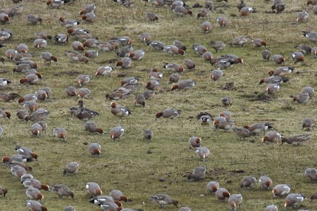 地面採餌するヒドリガモの群れ