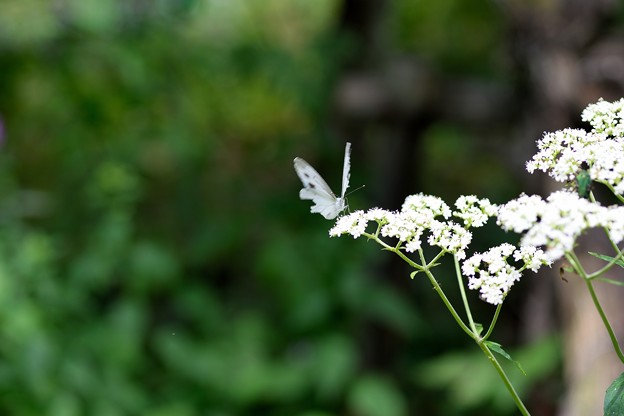 オトコエシと紋白蝶