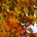 Maple Leaves II 10-24-15