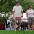 Irish Wolfhound 8-22-15