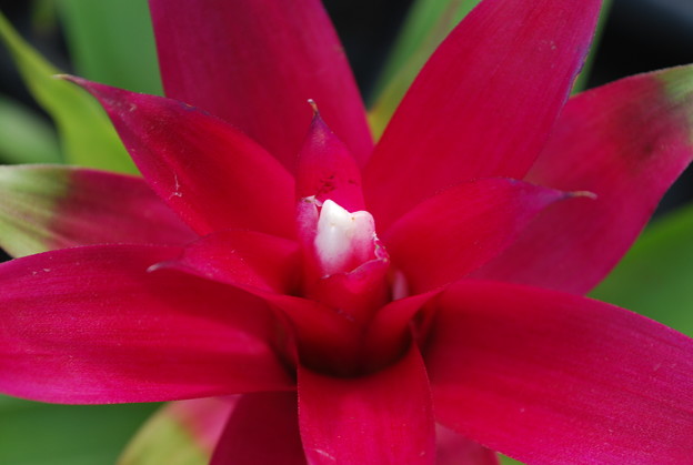 Guzmania bromeliads