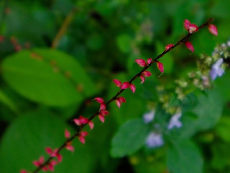 IMGP0383