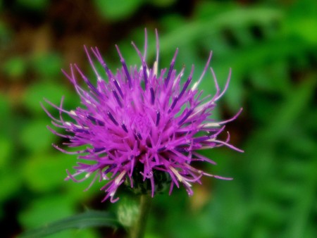 IMGP0361