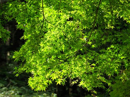 IMGP0394