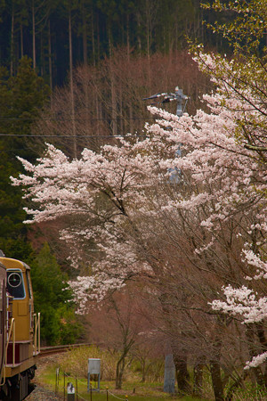 桜とDE（機関車）