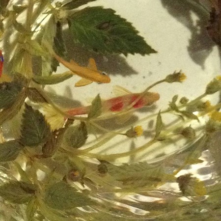 金魚酒_35