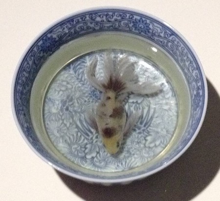 金魚酒_42