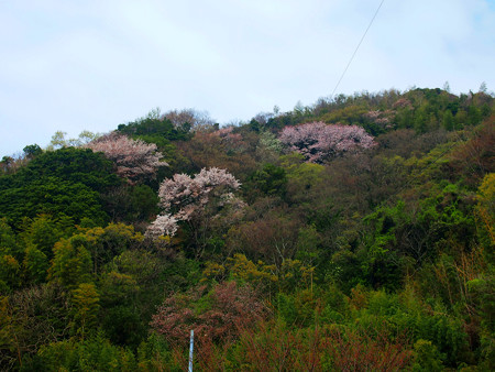 西幡豆
