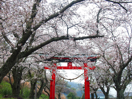 西幡豆