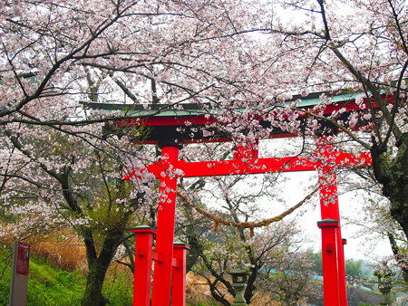 西幡豆