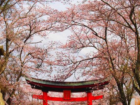西幡豆