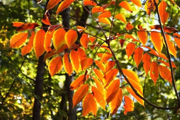ヤマウルシの紅葉