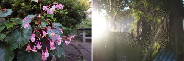 朝