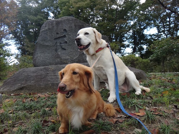 花公園
