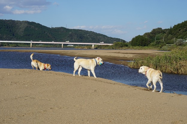 夏日です