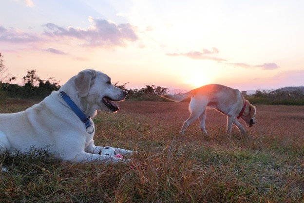 夕日と兄弟わんこ
