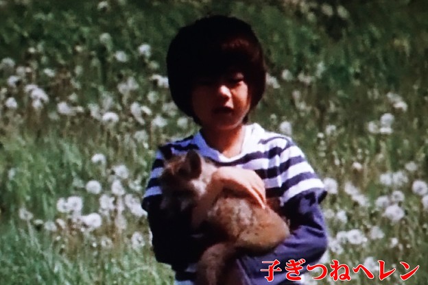 子ぎつねヘレン