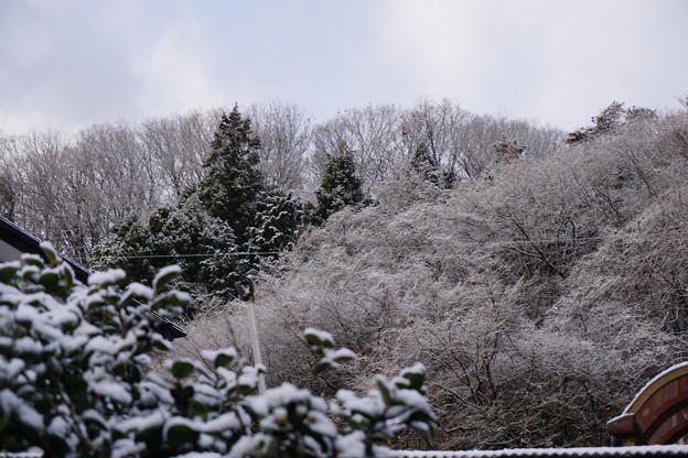 初雪