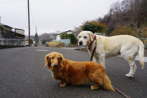 ラブ＆ダックス