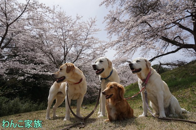 桜とわんこ家族