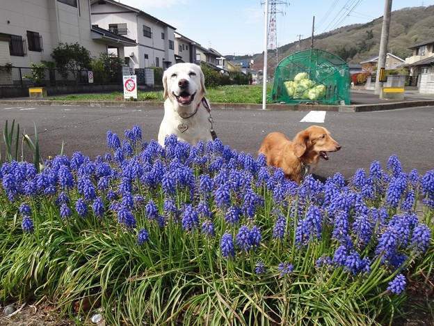 ムスカリ